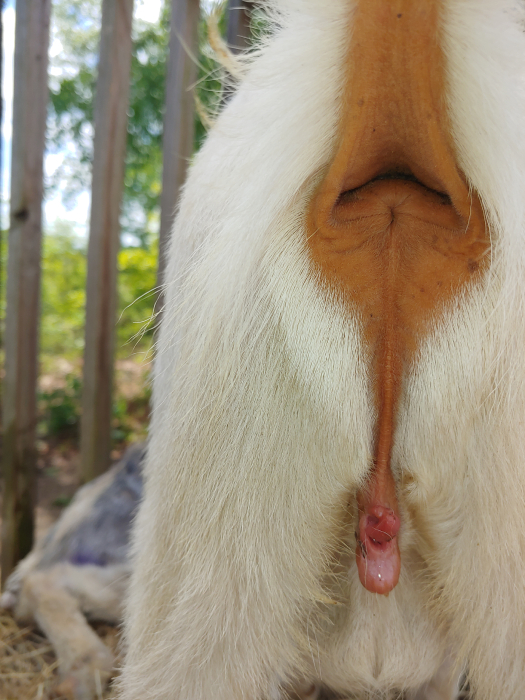 intersex-goats